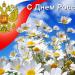 День России 2013: мероприятия в Санкт-Петербурге